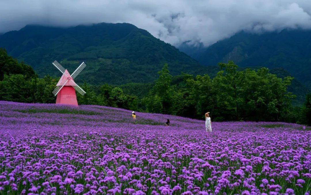 鱼凫香山的紫色花海 是这个夏天不能错过的风景