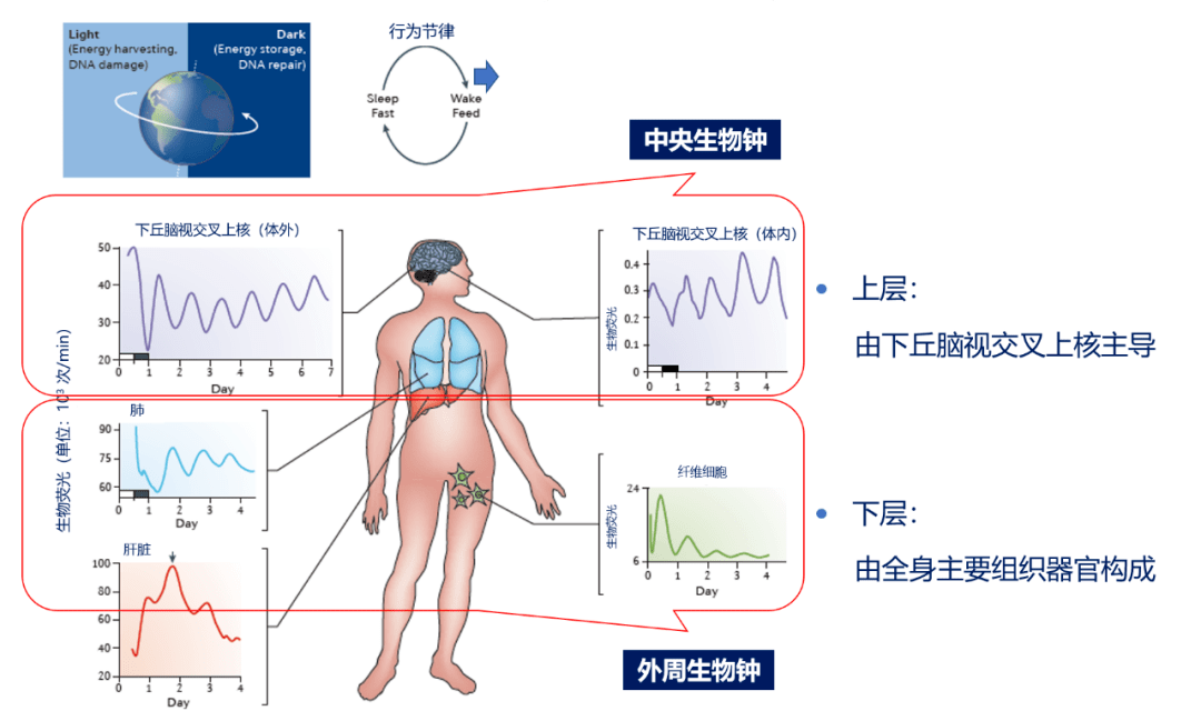 自身调节 来自搜狐网