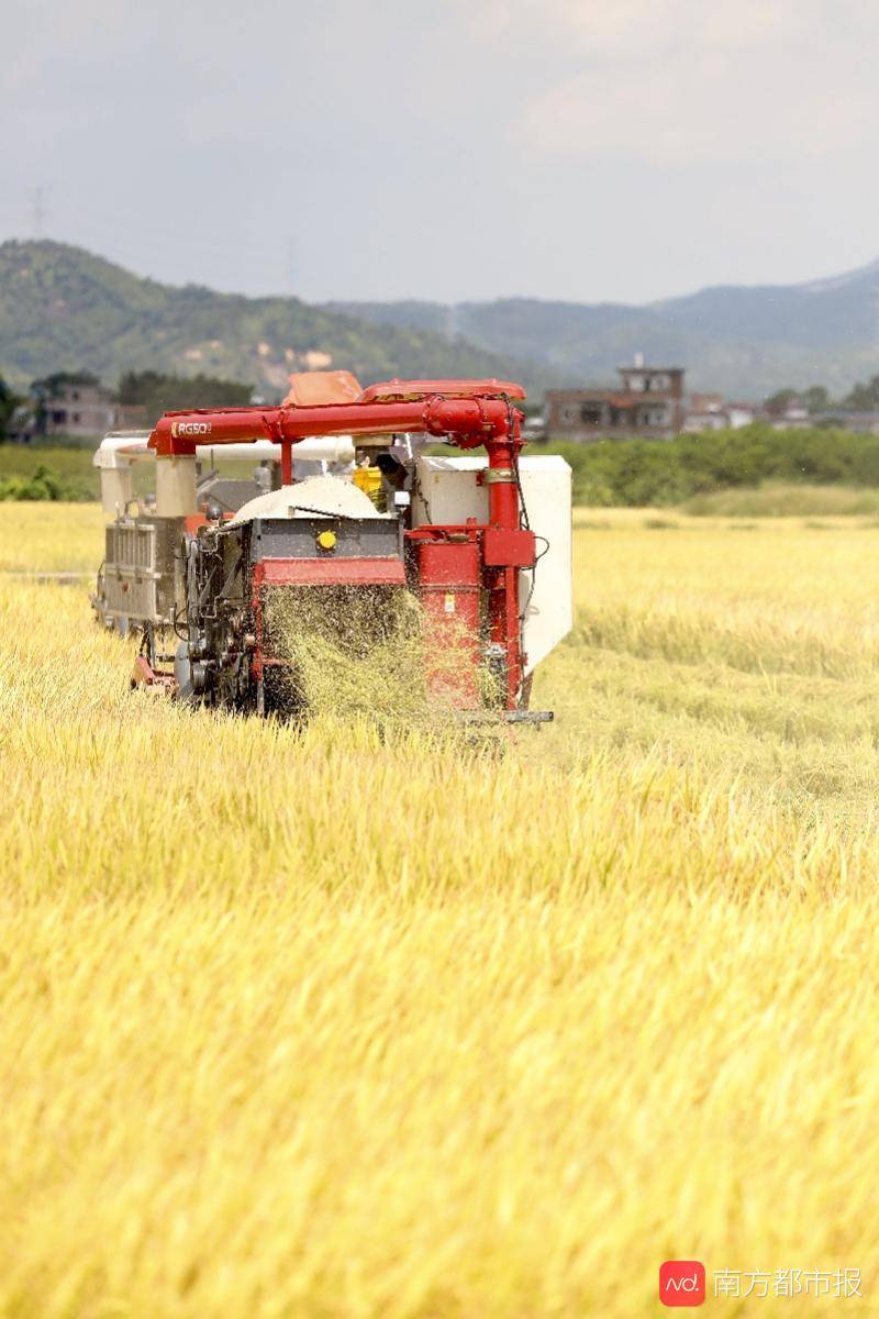 种植|广州早稻收割季：“从化香米”迎丰收，农忙季农民却很清闲