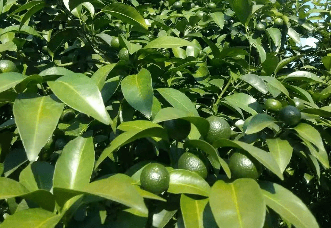 因此促放秋梢,培育壮梢,是柑橘保产稳产中重要的一环