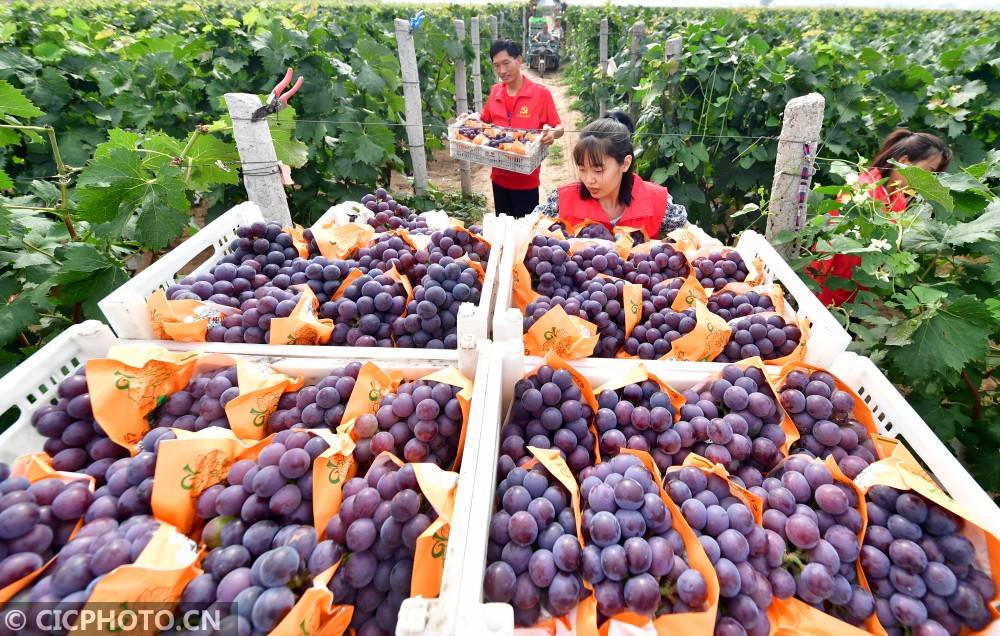 2020年肥乡区gdp_2020年最美手机壁纸(2)