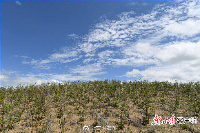 玛曲|图说玛曲治沙故事