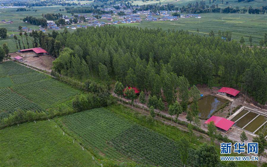 新华社|高原彝乡：“飞鸡”孵出“致富蛋”