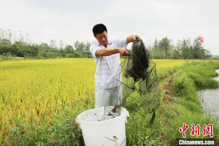 花木|喝好茶、养好虾 河南潢川因地制宜走出致富路
