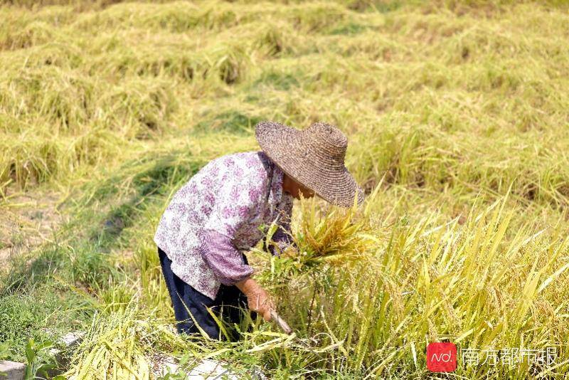 种植|广州早稻收割季：“从化香米”迎丰收，农忙季农民却很清闲