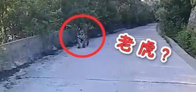 老虎|现场画面曝光！的哥开车突遇东北虎，默默对视20分钟…