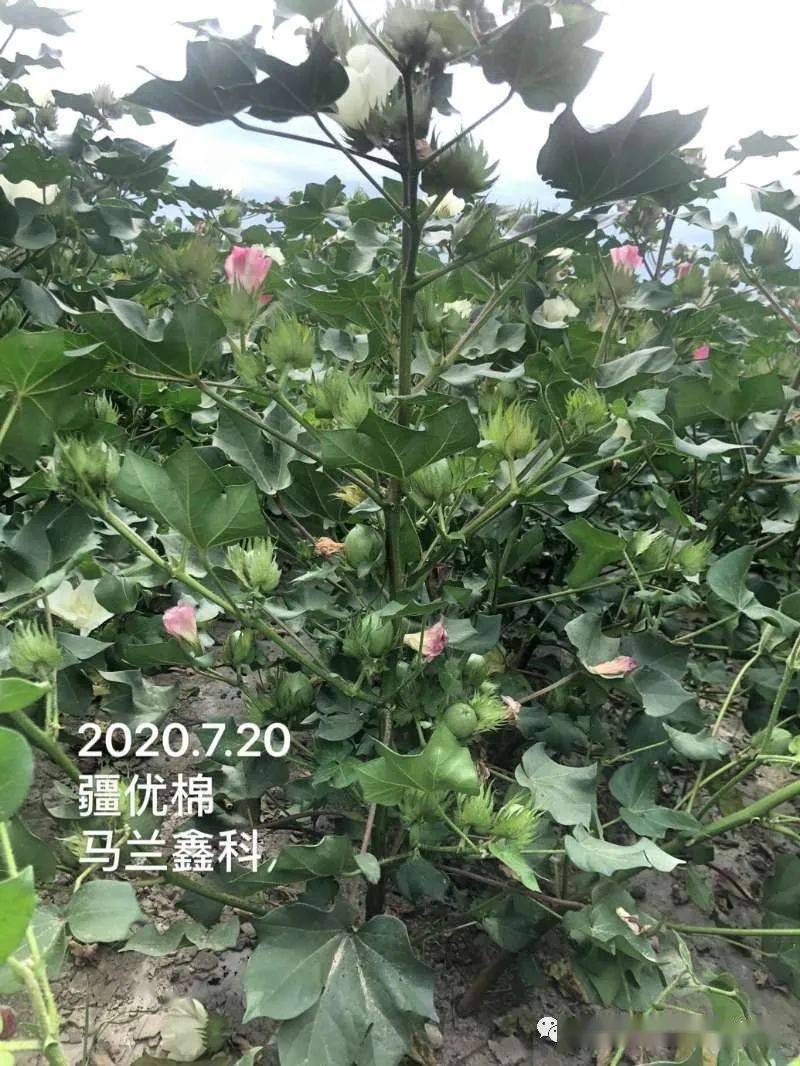 棉花蕾铃脱落规律,原因及预防_开花