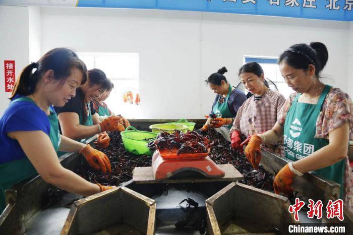 花木|喝好茶、养好虾 河南潢川因地制宜走出致富路