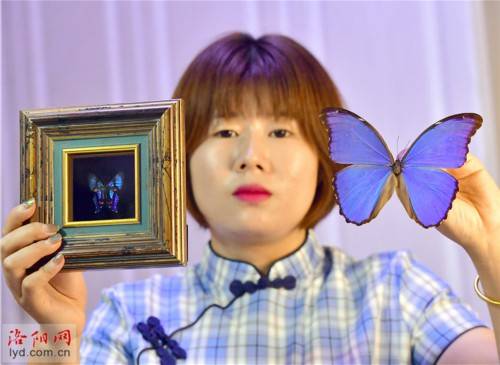 蝴蝶|洛阳一对夫妻把兴趣变为生意：制作蝴蝶标本 创造幸福生活