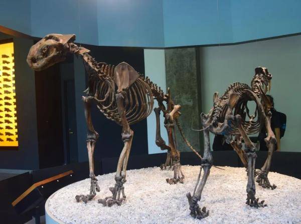 化石|“美洲豹王朝”的200万年