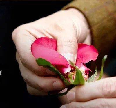 贵妇|宁静,快退出《乘风破浪的姐姐》!!