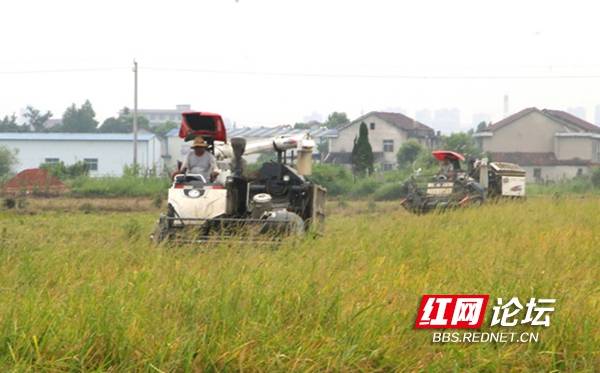 农机|水稻田里农机忙 网友：是不一样的“双抢”景象