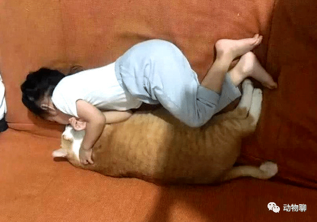 女子养了只小猫陪女儿长大，一年后再同框时：大橘真是名不虚传