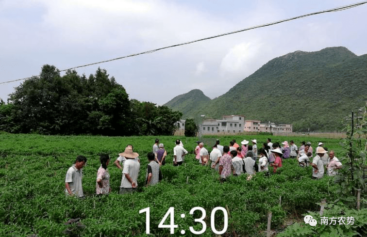 康朴(中国)助力翁源辣椒大丰收_大哥