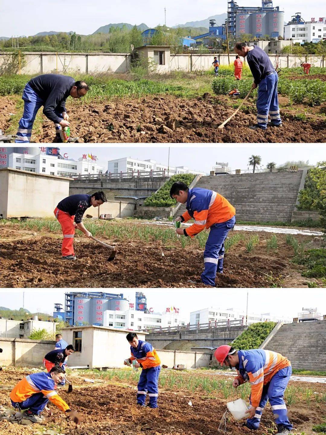 员工|到华新“开心农场”采摘去！大暑