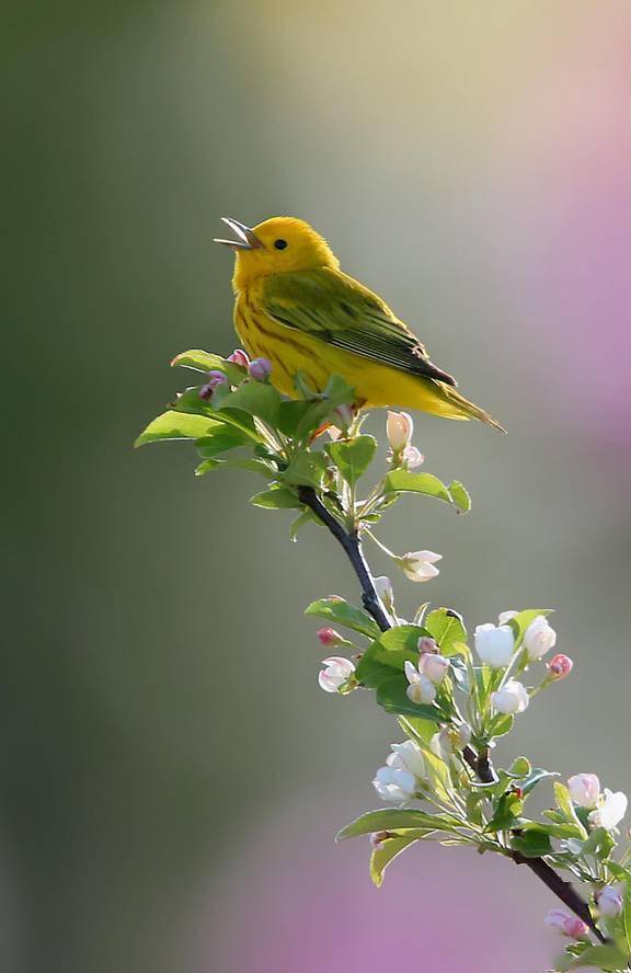 大自然之美——鸟语花香