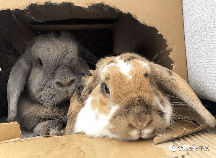 兔子吃塑料袋怎么办