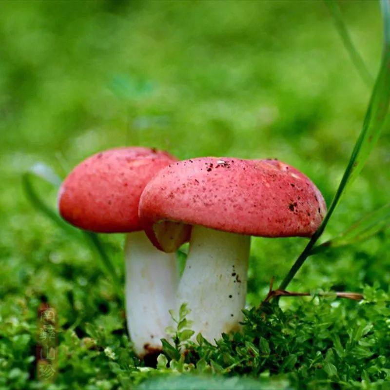 这其实是野生菌认知的误区 比如青头菌 大红菌颜色也很鲜艳 不要被我