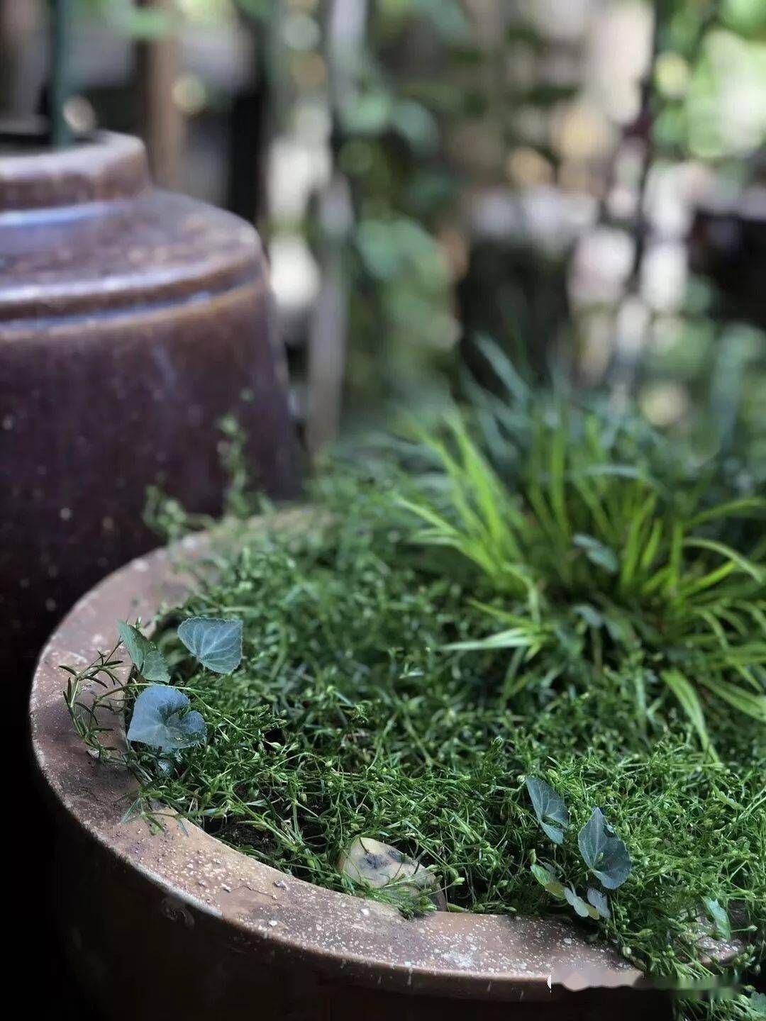 蒲间|不如窝在家里喝茶赏蒲夏日炎炎