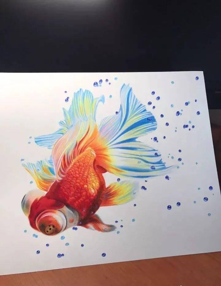 彩铅动物画入门教程 | 彩铅动物画-水中金鱼画法步骤