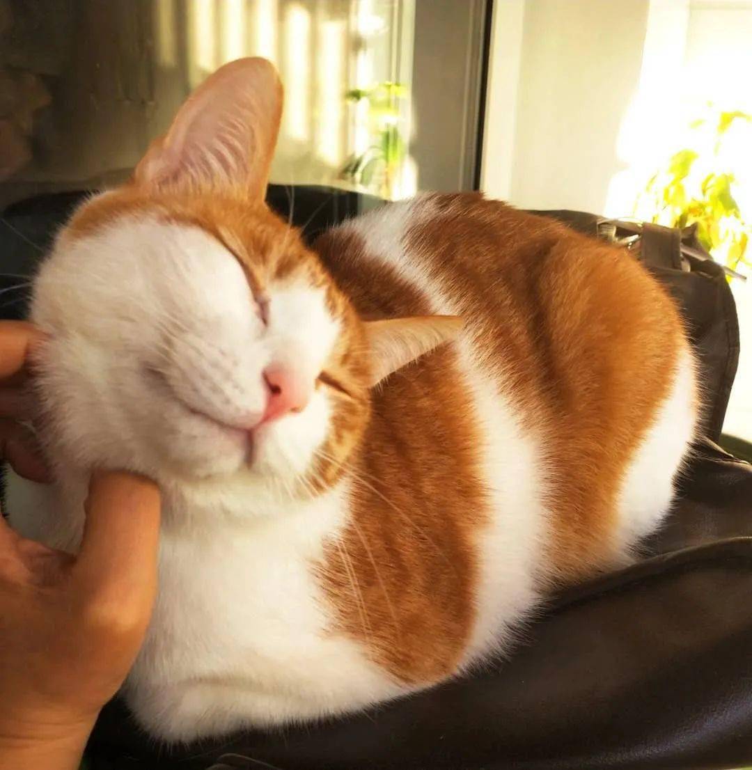 喵喵猫猫 b88f981ffbbe492f81be01b7e78c82fe.jpeg