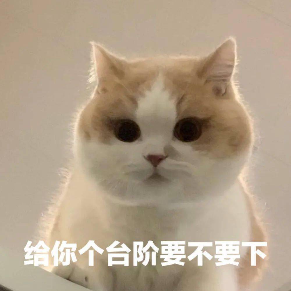 第54期喵表情 | "认识你真好,不认识更好!