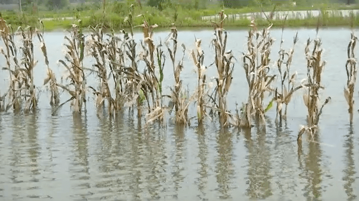 游子|汛情紧急！两封“家书”，近7000游子无畏逆行！为这样的长江“后浪”点赞→