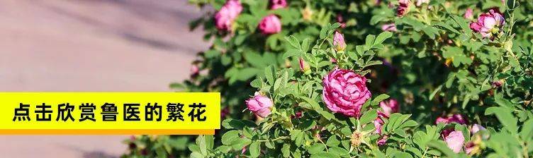 齐鲁|招生季 | 齐鲁医药学院“拍了拍”你招生简章了解一下