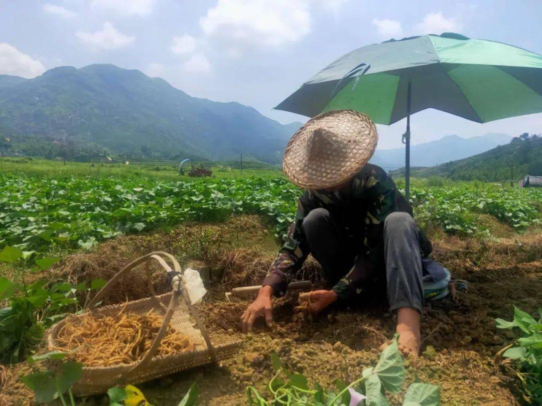 柏洋:太子参采收季 农民忙丰收