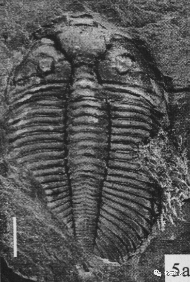 中国早古生代畸形三叶虫十例