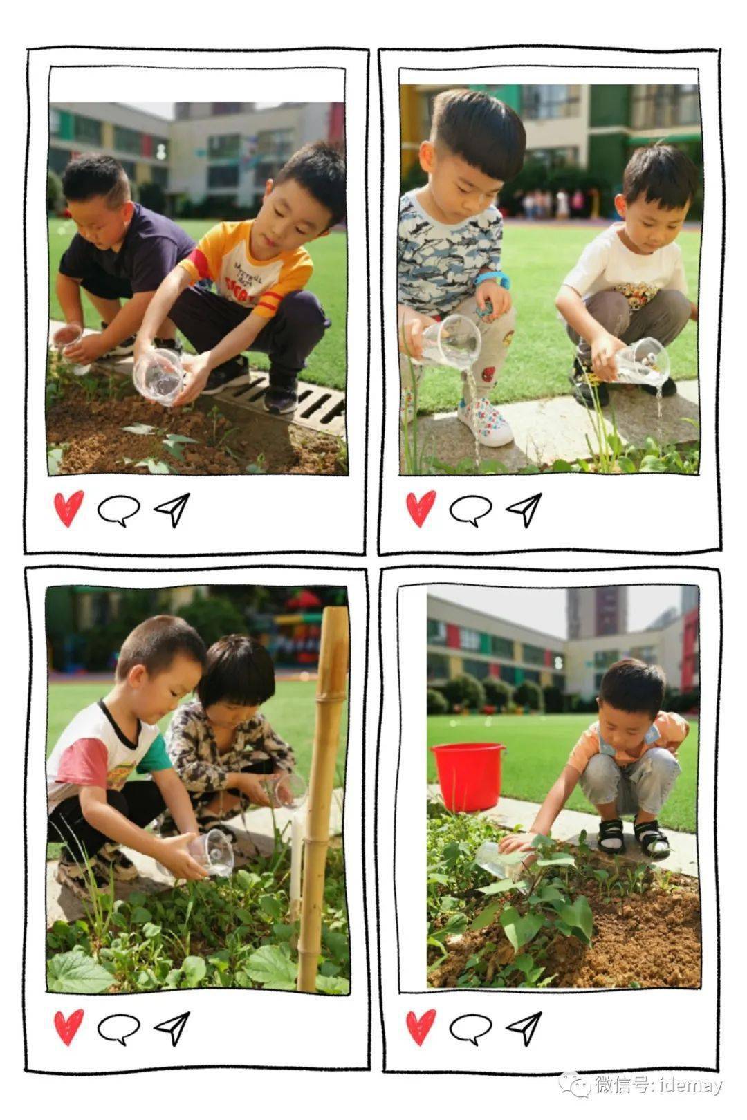 "播种快乐,收获喜悦"——栖霞爱德美幼儿园班级种植活动