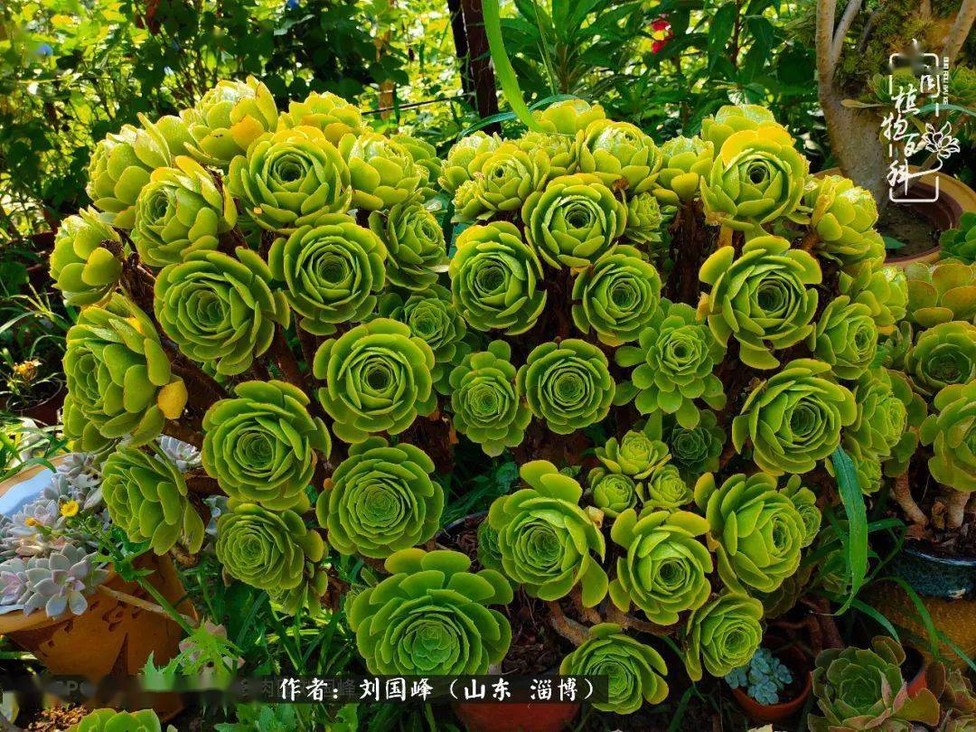 多肉怎样度过高温期 dc7ca20b49b74f11a907ae2930ed1f33.jpeg