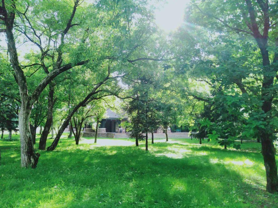 夏天骄阳似火 太阳便把心窝晒得滚烫 索性林荫小路下行走 夏天的风吹