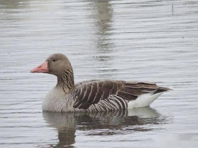 什么办法不让鸡鸭鹅叫 f368f94e1b794d6f8e185a25a46a54c1.jpeg