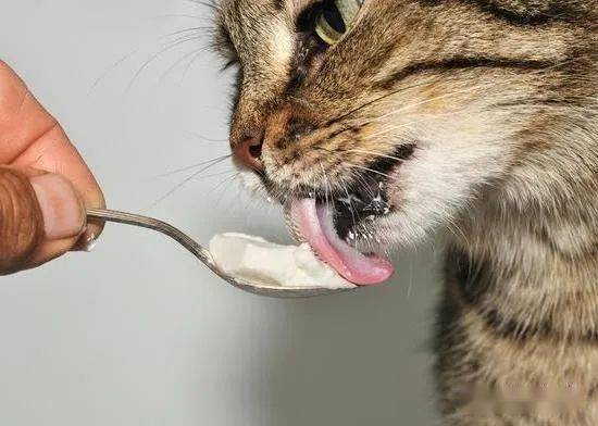 猫为什么喜欢喝酸奶