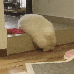 汪星人表情包第19期 | 