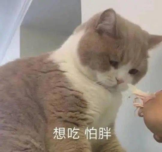 猫猫表情包第22期丨"亲亲,这边建议你多喜欢一点"