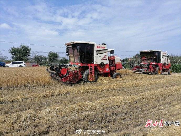 归仓|“三夏”抢收谷归仓！甘肃“三夏”机收面积达632万亩 机械化收获率创历史新高