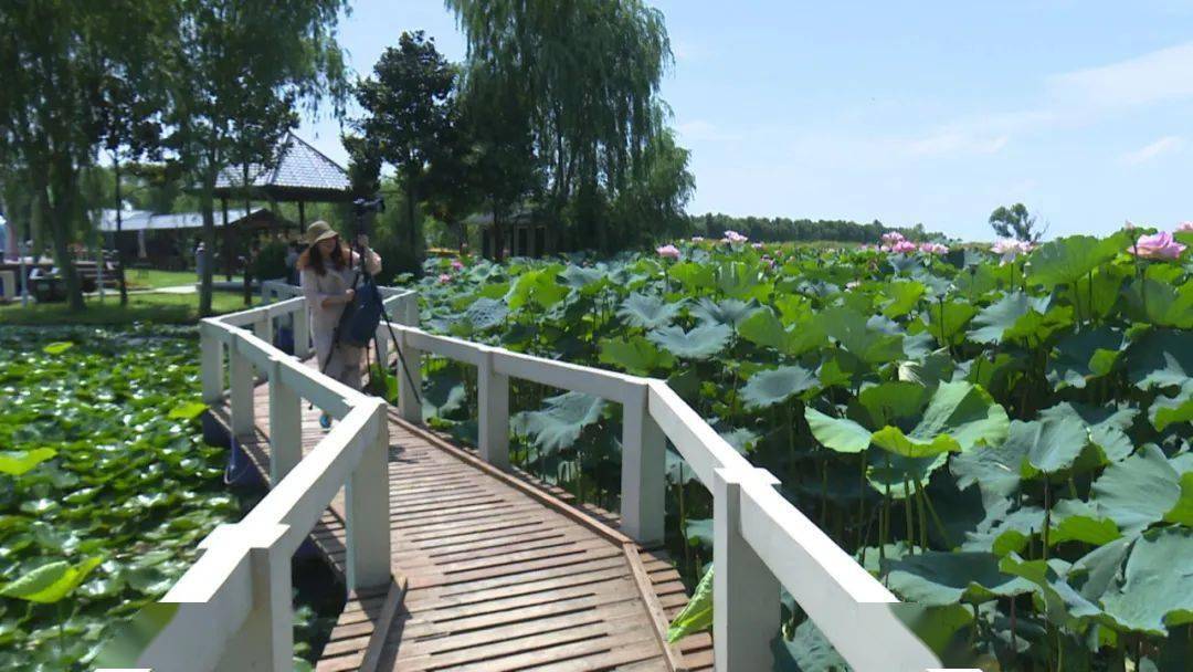 喜迎荷藕节 宝应荷园万亩荷花笑迎各方宾朋