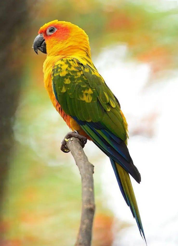 人间|别不信，绮绮子“人间鹦鹉妆”，一画年轻5岁！