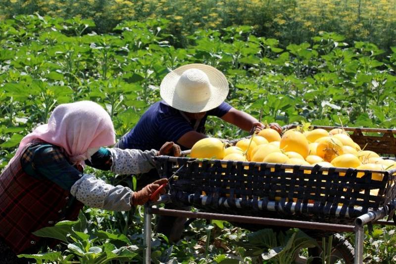 京喜|免费吃瓜！京喜包销千吨甘肃民勤蜜瓜，未来还有十大产区大瓜上线