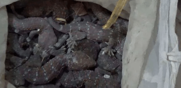 水族排行_无声无息的“水族人”,在海底深藏10年从未露面,现已被国家保护