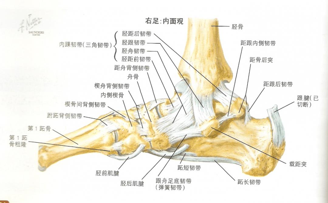 踝关节外侧韧带