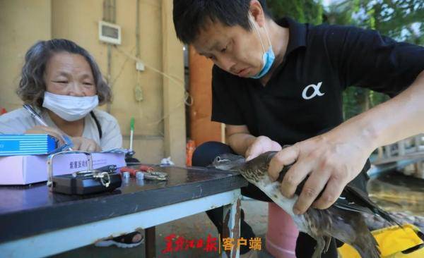 鸳鸯|哈尔滨鸳鸯咋拿到了中科院的“身份证”？