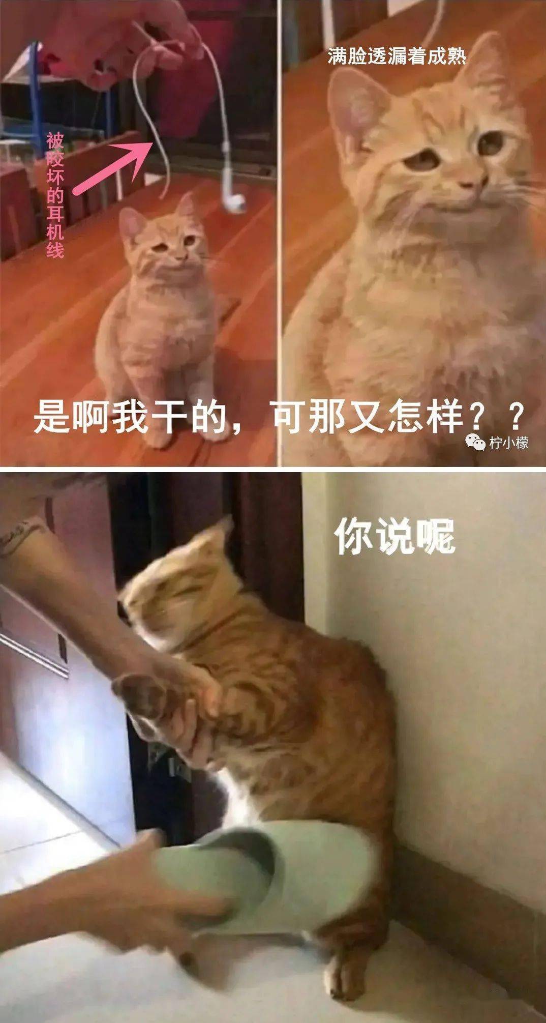 "千万不要随便吃捡来的蘑菇!"否则.你会成为朋友圈的笑柄!