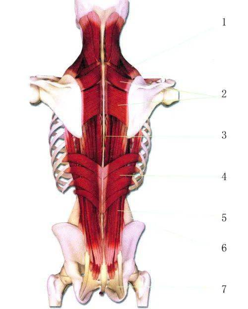 骶结节韧带:骶结节韧带是由骶尾骨至坐骨结节之间的韧带,是构成骨盆