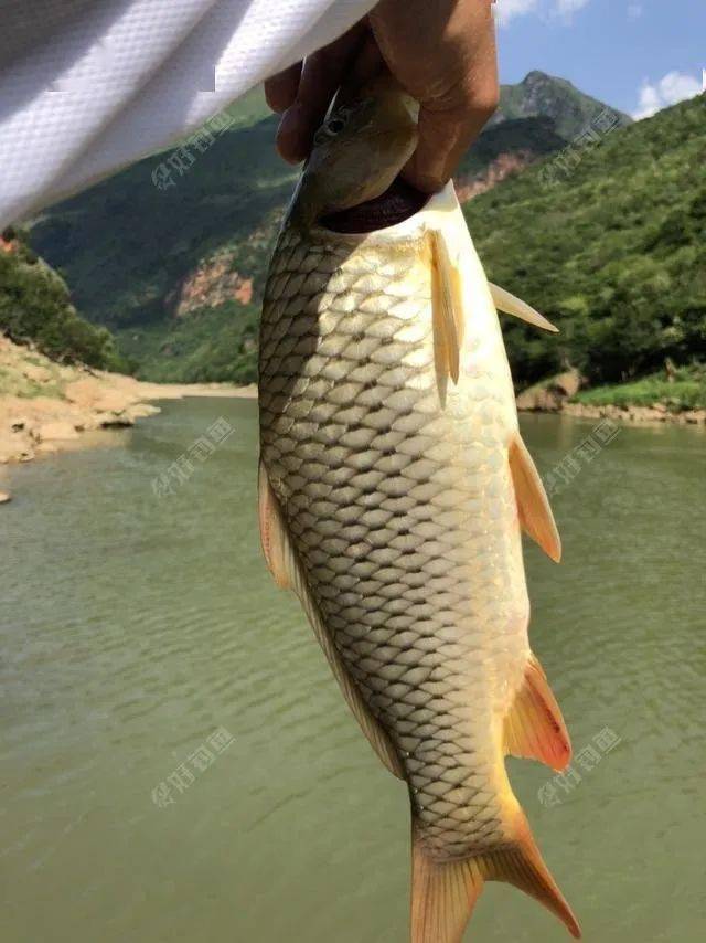 钓水面上的翘嘴 9de5e2a9847e4d4393fbae92010083ac.jpeg
