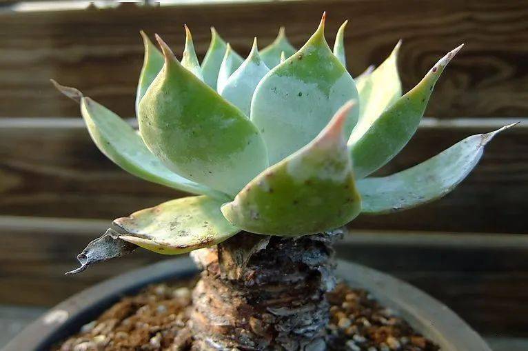 多肉种子播种详细说明 b383a2b1580646fcb46cee2df0d5736c.jpeg