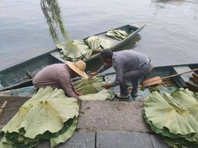 西湖|西湖本塘荷叶莲蓬开卖：老杭州凌晨4点排队，不到半小时抢空