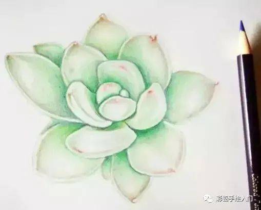 彩铅画多肉 | 彩铅多肉植物的画法步骤教程